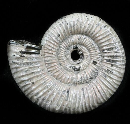 Iridescent Binatishinctes Ammonite Fossil - Russia #34595